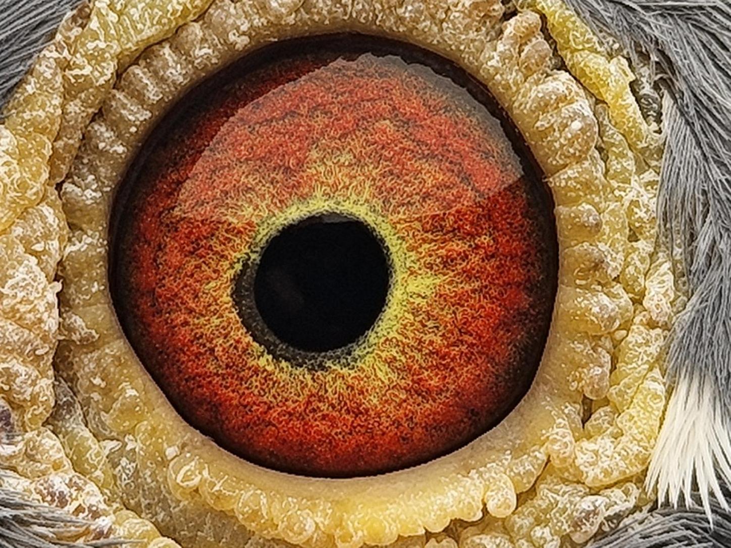 Pigeon eye